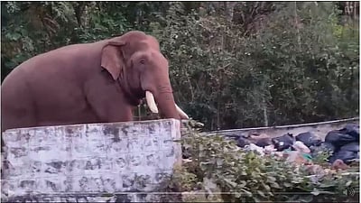 கோயில் யானை என நினைத்து காட்டு யானைக்கு பிரசாதம் கொடுக்கச் சென்ற பக்தர்!